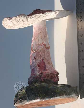 Amanite rougissante .