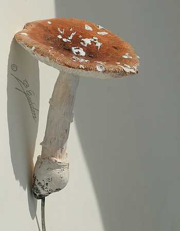 Amanite panthere, Amanita pantherina Amanite panthere, Amanita pantherina