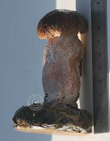 Bolet.