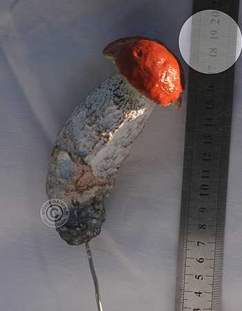 Bolet orangé.