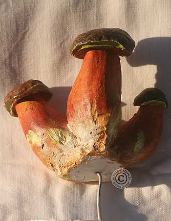 Bolet à pied rouge.