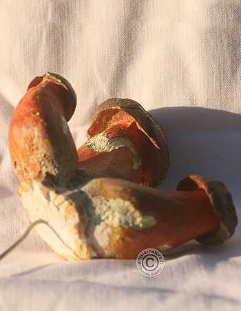 Bolet à pied rouge.