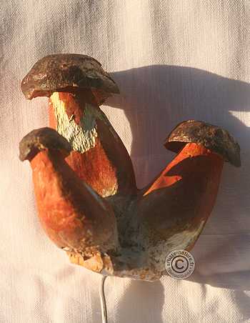 Bolet à pied rouge.