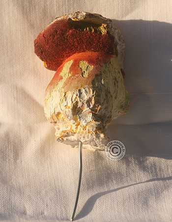 Bolet à pied rouge.