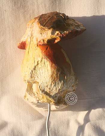 Bolet à pied rouge.