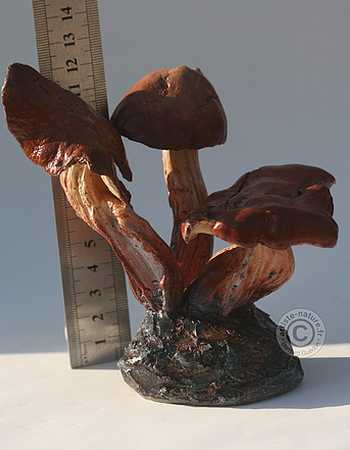 Colybie à pied en fuseau.