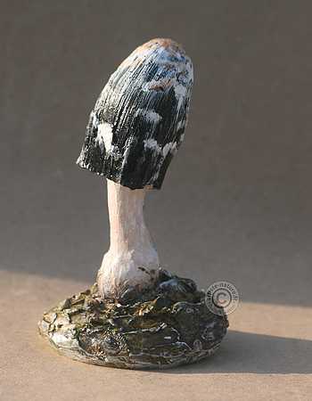 Coprin chevelu.
