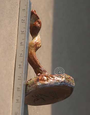 Cordyceps capité.