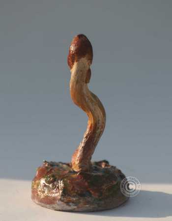 Cordyceps capité. Cordyceps capité.