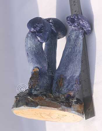 Figurine de Cortinarius violaceus