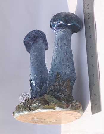 Figurine de Cortinarius violaceus