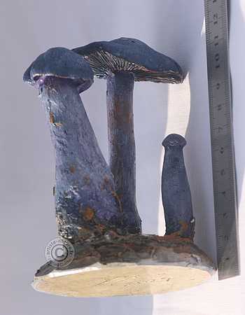 Figurine de Cortinarius violaceus