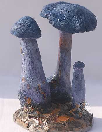 Figurine de Cortinarius violaceus Figurine de Cortinarius violaceus