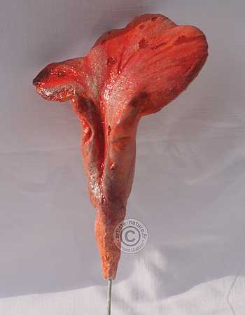 Langue de boeuf.