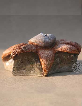 Géastre étoilé.