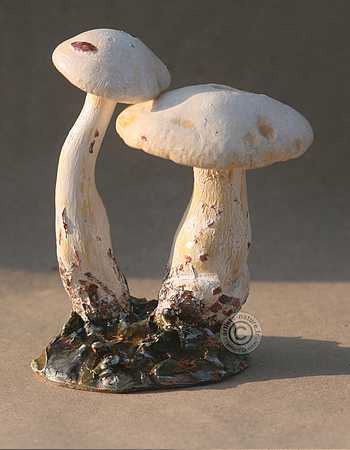 Leucopaxille paradoxal.