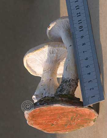 Leucopaxille paradoxal.