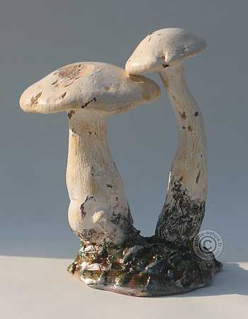 Leucopaxille paradoxal. Leucopaxille paradoxal