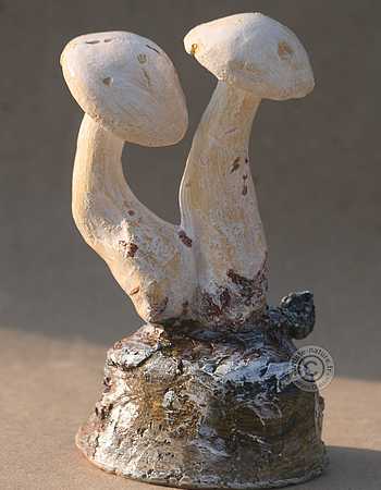 Leucopaxille paradoxal.