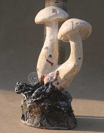 Leucopaxille paradoxal.