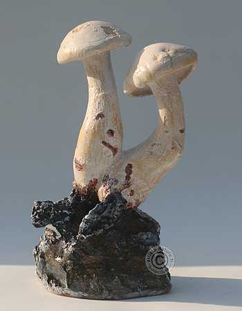 Leucopaxille paradoxal. Leucopaxille paradoxal