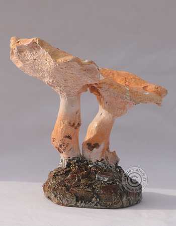 Pied de mouton.