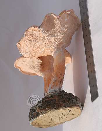 Pied de mouton.