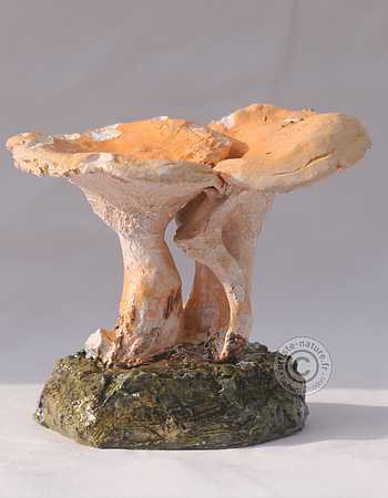Pied de mouton.