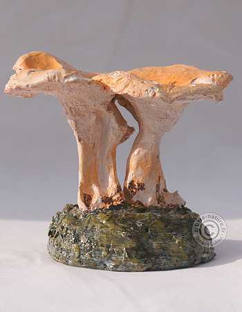 Pied de mouton. Pied de mouton.