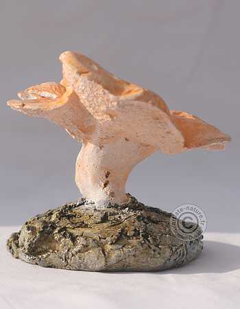 Pied de mouton.