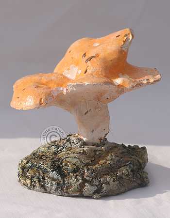 Pied de mouton. Pied de mouton.