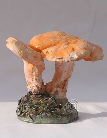 Pied de mouton. Pied de mouton.