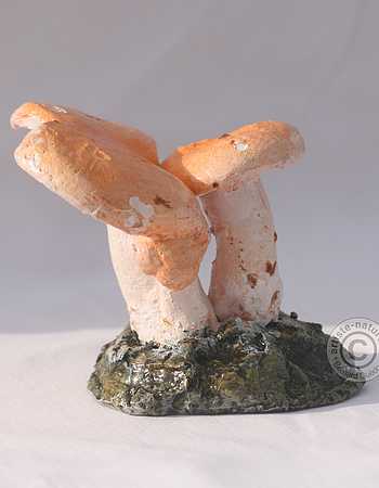 Pied de mouton.