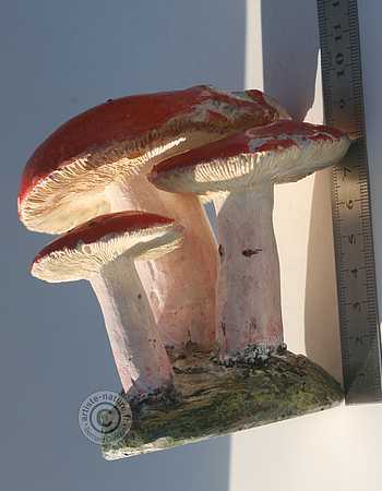Russule jolie.