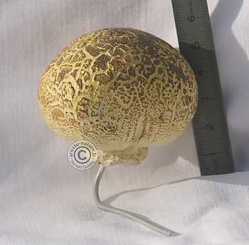 Scleroderme commun,décor champignon