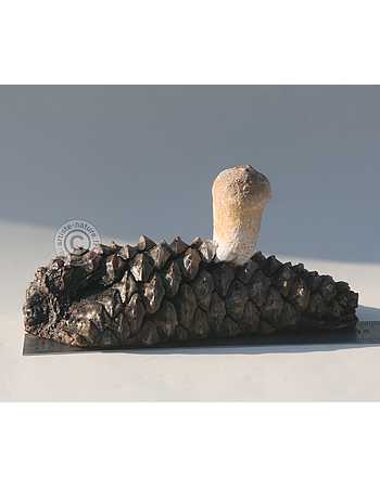 Vesse de loup en poire.