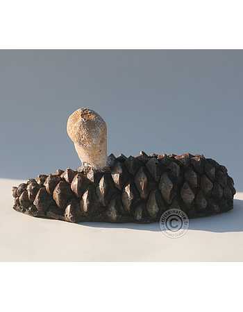Vesse de loup en poire. Vesse de loup en poire.