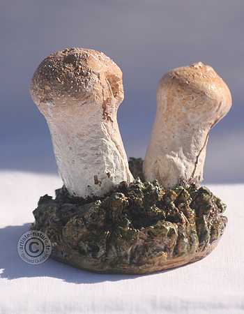 Vesse de loup perlée.