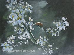 peinture Fauvette et fleurs de prunellier, B.Guedon