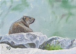 peinture naturaliste marmotte sur toile, B.Guedon
